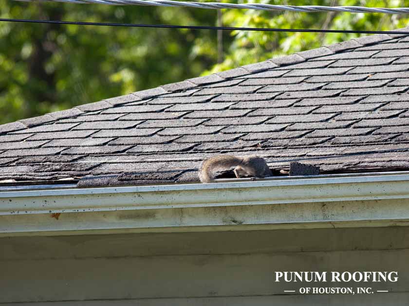 How to Avoid Roof Damage from Small Animals
